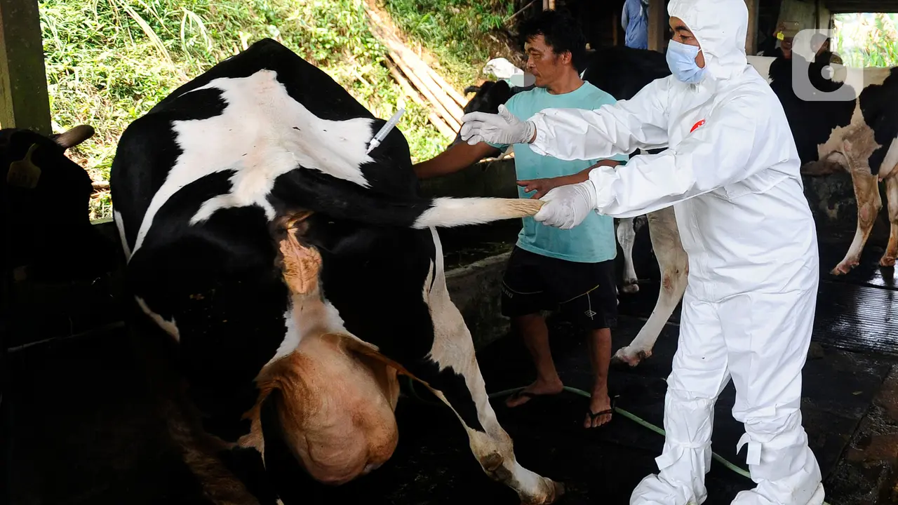FOTO: Vaskinasi PMK di Pusat Sapi Perah Terbesar Bogor