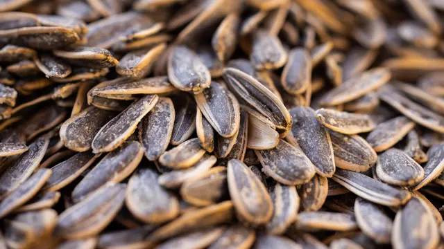 Ilustrasi biji bunga matahari