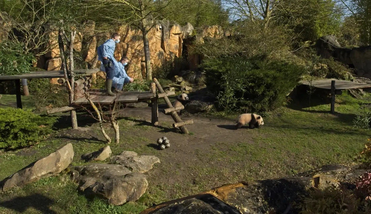 Anggota staf melihat anak panda kembar Huanlili dan Yuandudu yang lahir pada 1 Agustus 2021 saat mereka pertama kali menjelajahi kandang eksternal mereka di taman zoologi Beauval di Saint-Aignan, Prancis tengah (14/3/2022). (AFP/Souvant Guillaume)