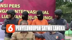 Satwa dilindungi ini masuk melalui pelabuhan tidak resmi di perairan Dumai, Riau.