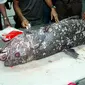 Ikan Coelacanth diduga sudah ada sejak era Devonian sekitar 380 juta tahun silam. Ikan   Coelacanth masih bisa ditemukan di perairan Indonesia Timur. (AFP Photo/Ronan Bourhis)