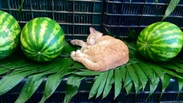 10 Potret Saat Kucing Menjaga Toko Ini Bikin Tepuk Jidat