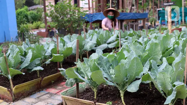 FOTO: Memanfaatkan Lahan Kosong dengan Menanam Sayur di Masa Pandemi