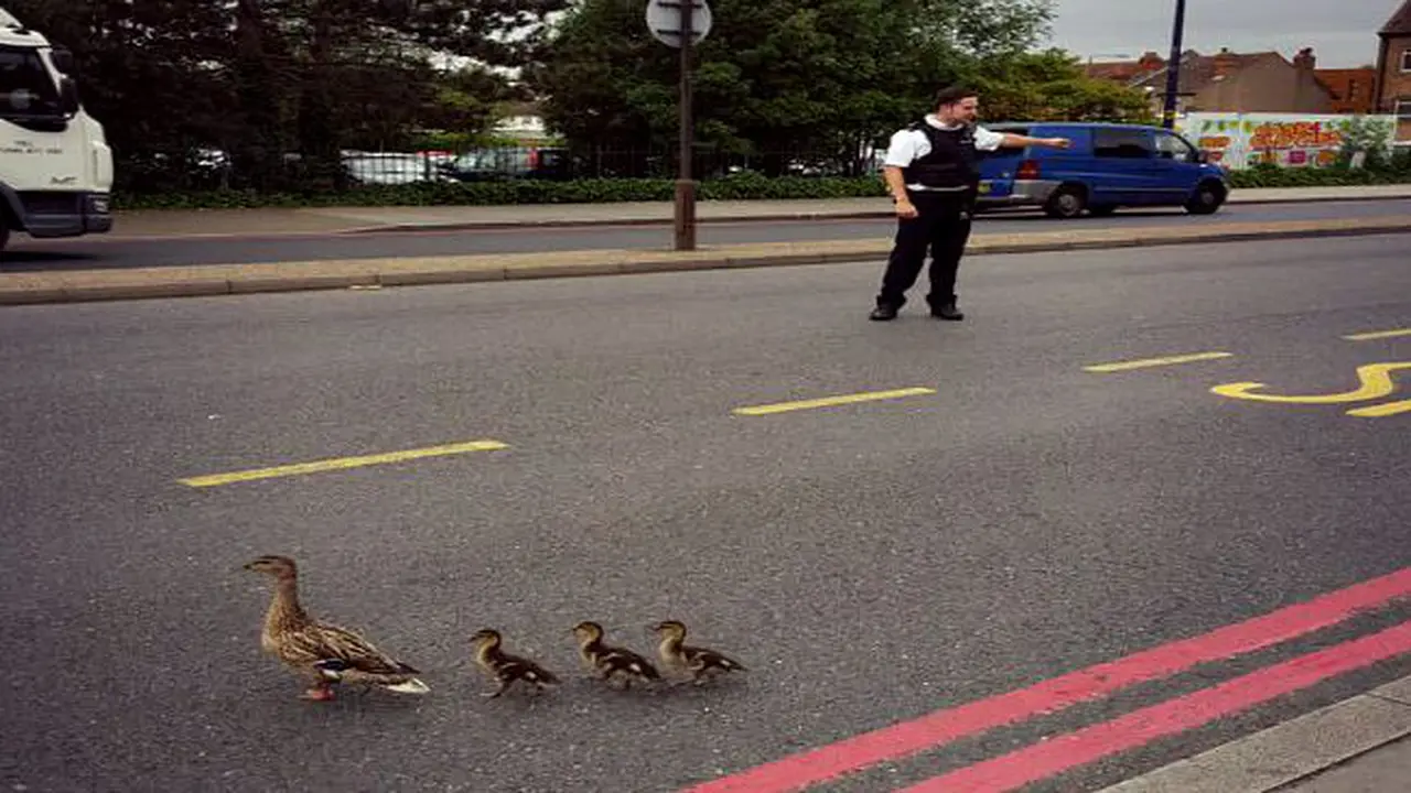 Polisi Hentikan Lalu Lintas Buat Bebek Menyeberangi Jalan