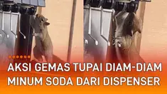 Ada-ada saja aksi gemas seekor tupai diam-diam minum soda dari dispenser.