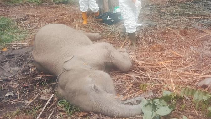 Anak gajah mati di TWA Buluh Cina, Kabupaten Kampar. (Liputan6.com/M Syukur)