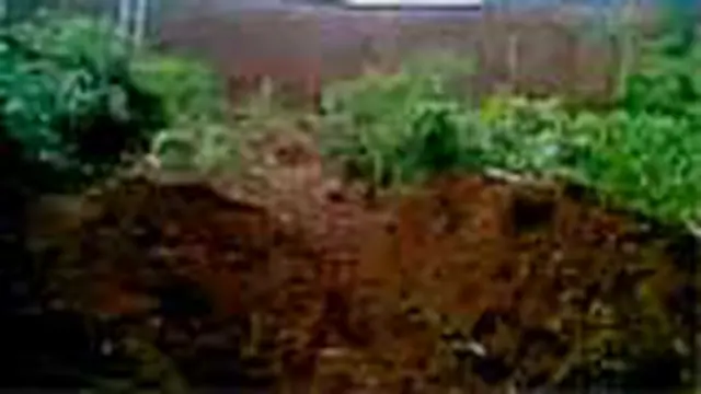 Kondisi Hutan Morowali yang Rusak Parah