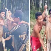 Sejumlah bocah alay unggah foto mereka menangkap satwa langka dilindungi, Bekantan. Foto dipajang di Facebook dan langsung panen hujatan.