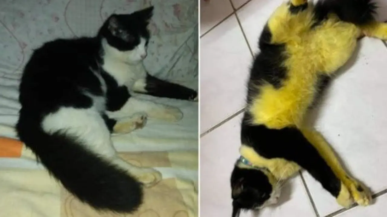 Percaya Hilangkan Kutu dengan Mandi Kunyit, Kucing Ini Malah Mirip Lebah