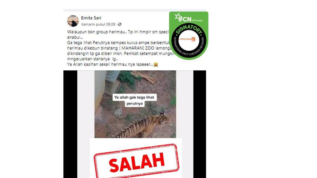 Sederet Hoaks Seputar Harimau Beredar di Media Sosial, Cek Faktanya