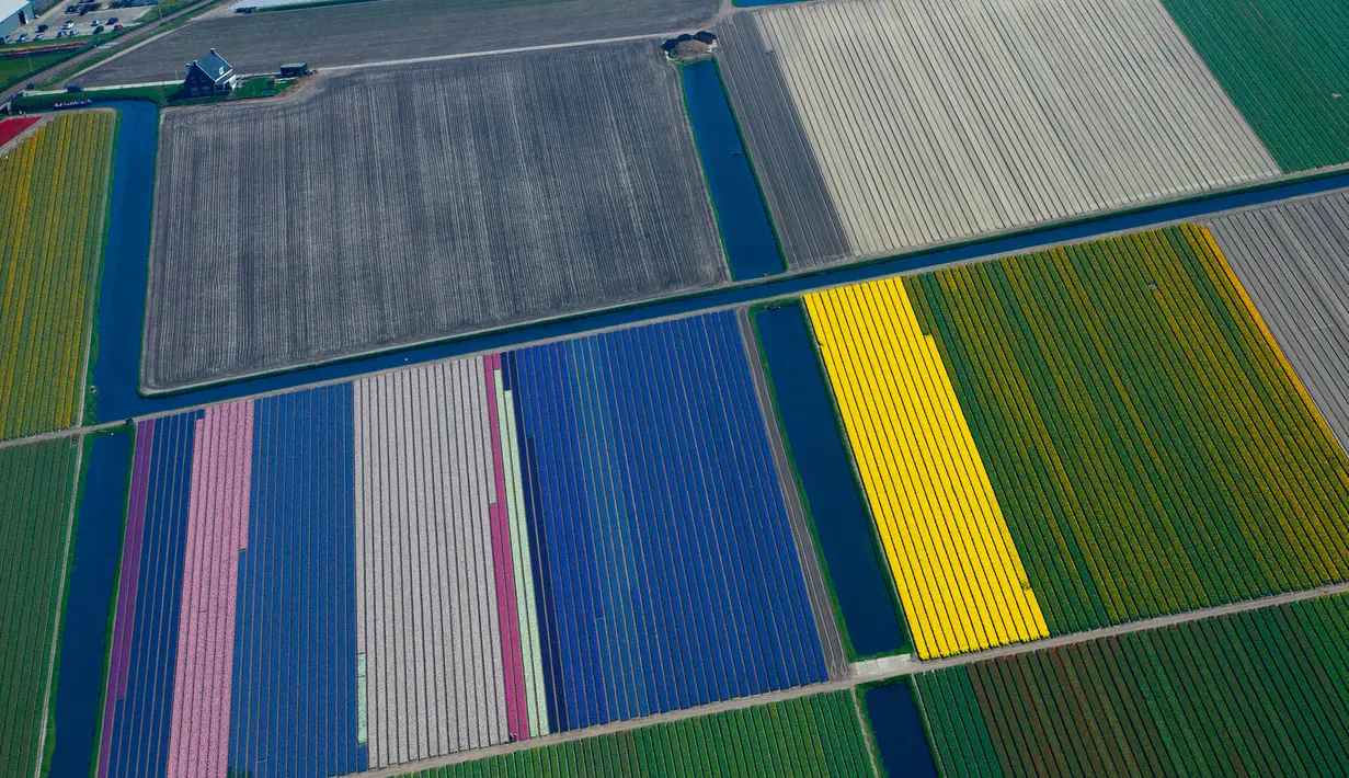 Warna-warni ladang bunga tulip De Keukenhof di Lisse, Belanda, Jumat (20/4). Terdapat tujuh juta tulip di ladang De Keukenhof. (AP Photo / Peter Dejong)