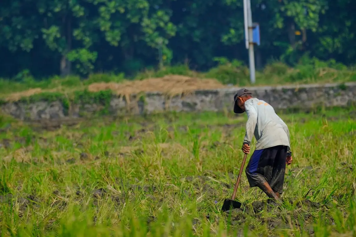 Sawah petani