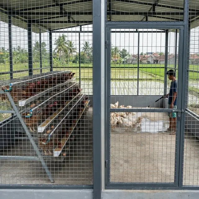 Desain Kandang Ayam Multifungsi untuk Ayam Pedaging dan Petelur