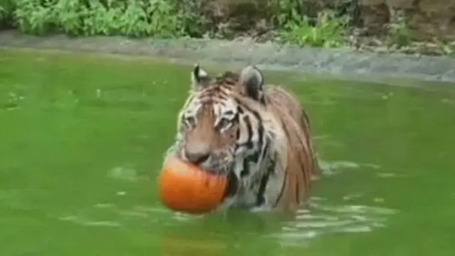 Hewan-Hewan di Inggris Ikut Rayakan Halloween