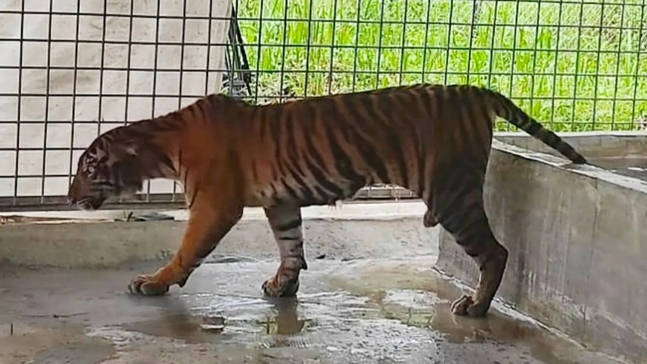 Harimau sumatra bernama Lanustika yang kini menjadi penghuni baru di Pusat Rehabilitasi Harimau Sumatra Dharmasraya.
