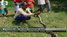 Usai memangsa hewan ternak milik warga, ular piton sepanjang enam meter ditangkap para petani di Tuban, Jawa Timur.