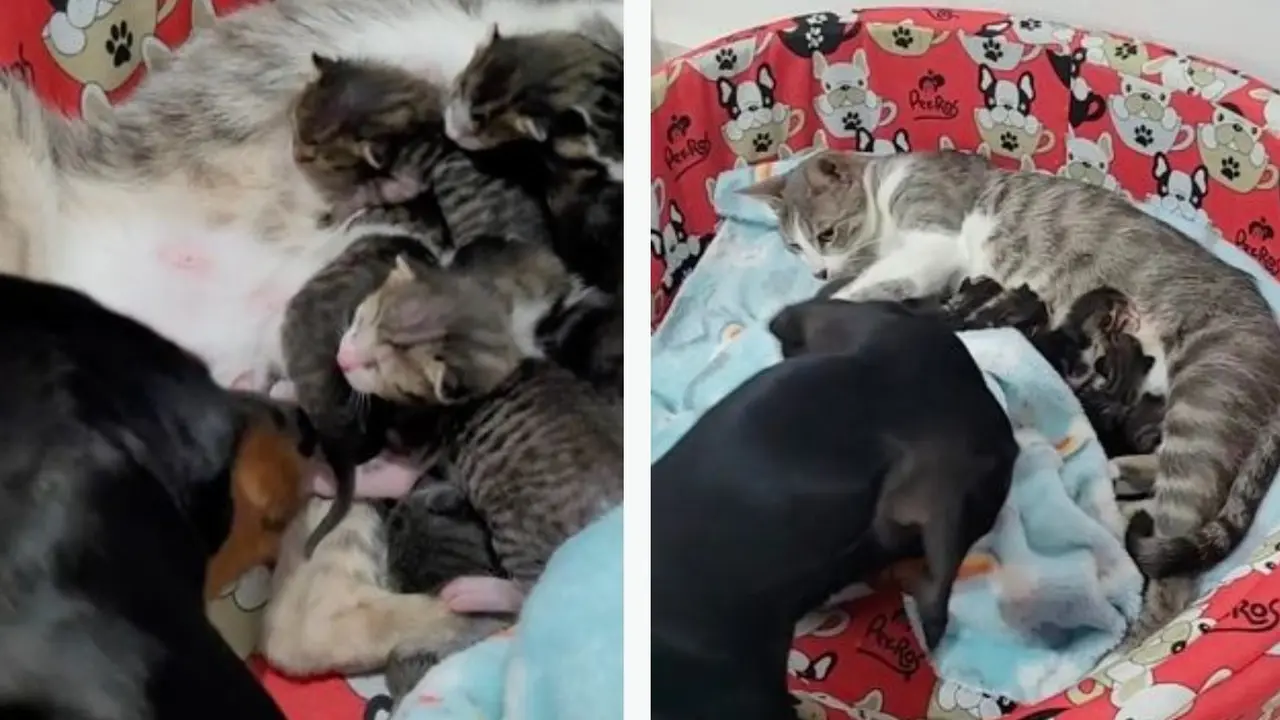 Gemas, Aksi Anjing Diam-Diam Cium Anak Kucing Saat Tidur Bikin Netizen Salut