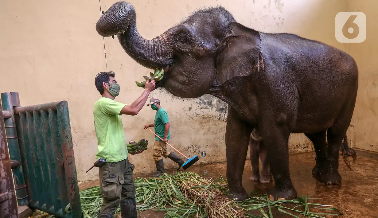 Induk gajah betina bernama Nina makan buah pisang di Taman Safari Indonesia Cisarua, Bogor, Jawa Barat, Rabu (27/5/2020). Gajah yang berasal dari Riau berhasil mengembangbiakan melalui program konservasi dengan melahirkan bayi gajah bernama Covid pada Selasa (28/4). (Liputan6.com/Fery Pradolo)