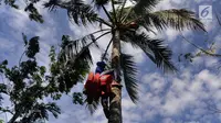 Seorang pria memanjat pohon kelapa untuk mengambil air nira di desa Taman Jaya, Sukabumi, Jawa Barat  (24/06). Gula kelapa atau gula merah ini dijual dengan harga Rp 10 ribu/kg. (Merdeka.com/Arie Basuki)