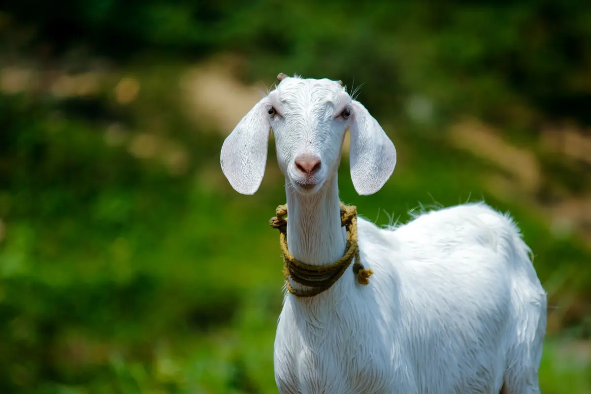kambing