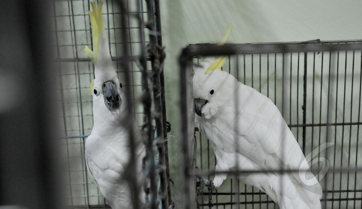 Tujuh burung kakaktua jambul kuning dan satu burung kakatua raja berwarna hitam diserahkan anggota masyarakat ke Balai Konservasi Sumber Daya Alam (BKSDA), Jakarta, Senin (11/5/2015). (Liputan6.com/Johan Tallo)