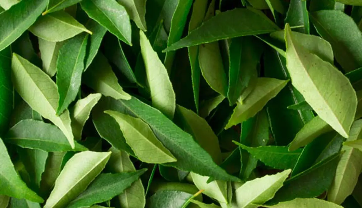 Daun kari (daun salam koja) bisa digunakan untuk mengurangi bintik-bintik gelap dan noda hitam pada wajah. Caranya, rebus segenggam daun kari dan tambahkan sejumput bubuk kunyit. Tiriskan daun dan gunakan air sisa rebusan untuk mencuci wajah. (Istimewa)