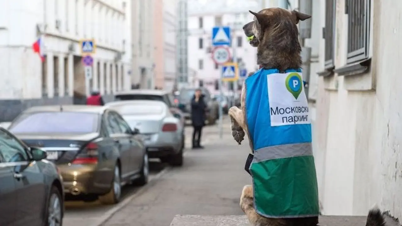 Di Moskow, Parkir Sembarangan Bisa Ditilang Anjing