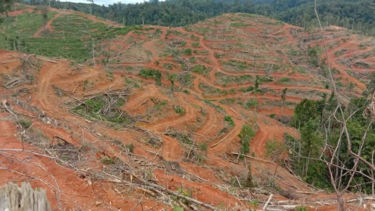 Hutan Jambi Kian Kritis