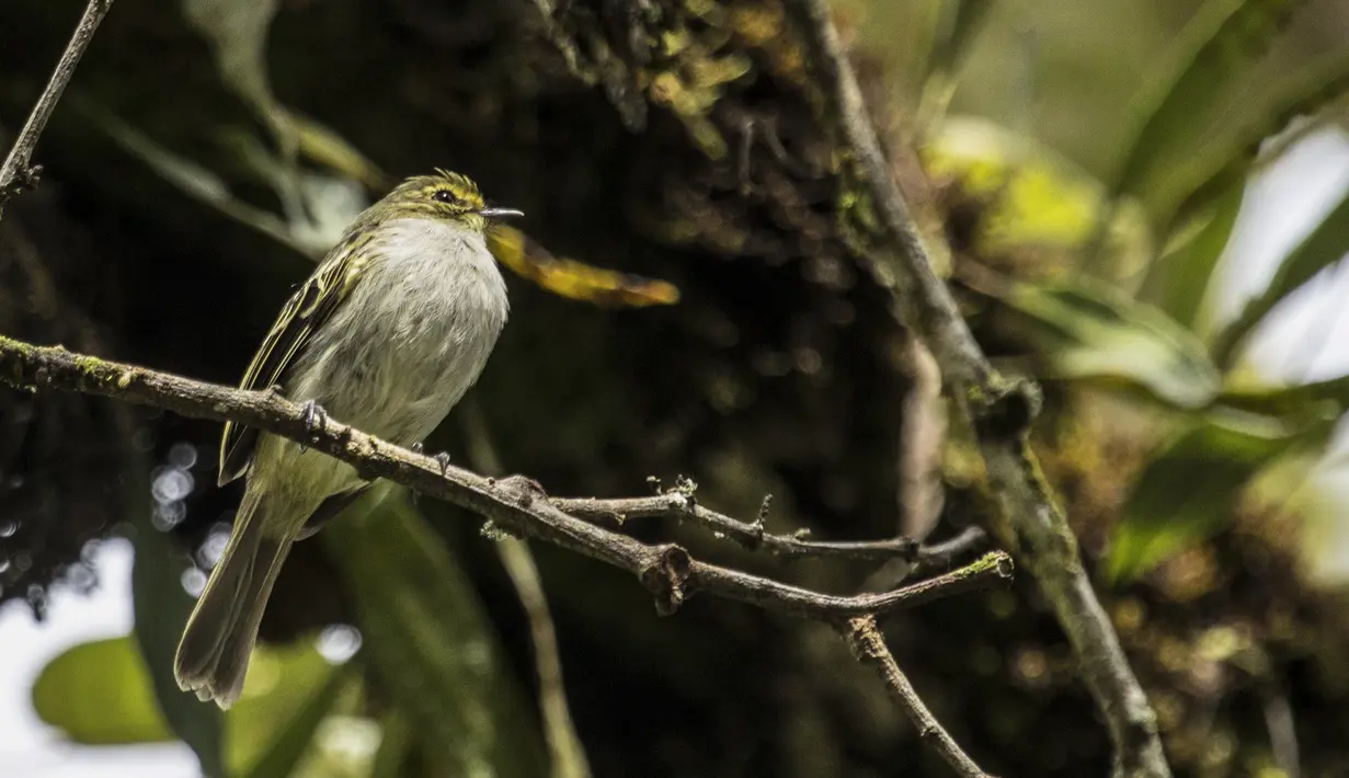 Dalam acara Global Big Day, tim pengamat burung di seluruh dunia menilai lebih dari 140 negara yang ambil bagian dalam acara ini menobatkan Kolombia sebagai pemenang dengan 1.486 spesies burung. (AFP/JOAQUIN SARMIENTO)