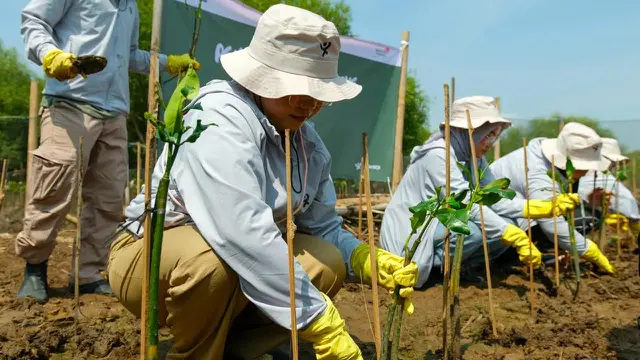 Program Ayo Beraksi, Langkah Nyata Telkom Galakkan Penanaman Mangrove di Pesisir Semarang