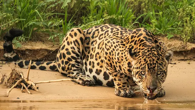 Pantanal