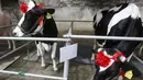 Sapi - sapi diberikan makan selama berlangsungnya kontes kecantikan Sapi yang diseleggarakan di Moc Chau, Vietnam, Kamis (15/10/2015). Pemilihan pemenang ditentukan dengan berat, tinggi dan hasil susu yang banyak.  (REUTERS/Kham)