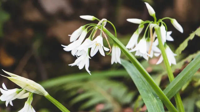 Bunga Snowdrop
