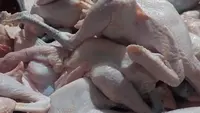 Ayam Kampung Lebih Sehat dari Broiler? Ahli Ungkap Beda Kandungan Gizinya