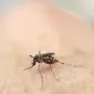 Menyebarnya nyamuk pembawa virus zika kian menjadi ancaman kesehatan bagi masyarakat dunia.