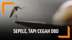 Cegah DBD