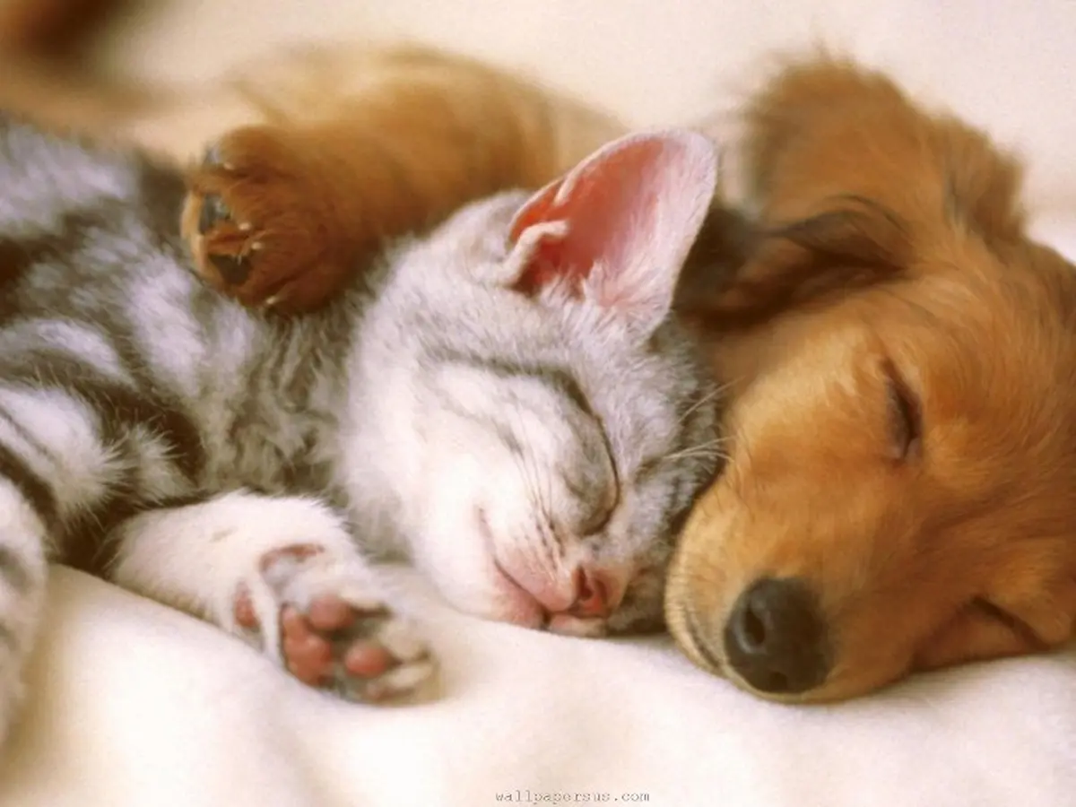 Kini Ada Aplikasi yang Meminjamkan Anak Anjing untuk Dipelihara - Citizen6  Liputan6.com