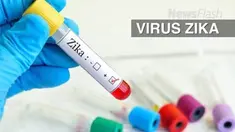 Para peneliti Amerika Serikat mengidentifikasi antibodi yang khusus melindungi tikus dari infeksi virus Zika. Temuan ini penting menuju pengembangan vaksin dan tes diagnostik yang lebih baik dan terapi berbasis terapi antibodi.