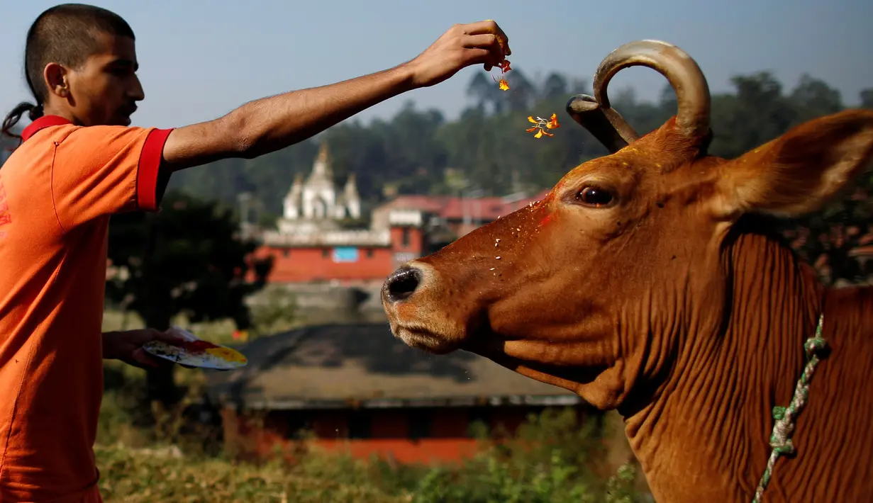 Seorang pendeta melakukan ritual keagamaan saat merayakan Festival Tihar/ Diwali di Kathmandu, Nepal, Minggu (30/10). Umat Hindu Nepal memperingati hari raya ini untuk memuja sapi yang dianggap sebagai figur suci. (REUTERS / Navesh Chitrakar)