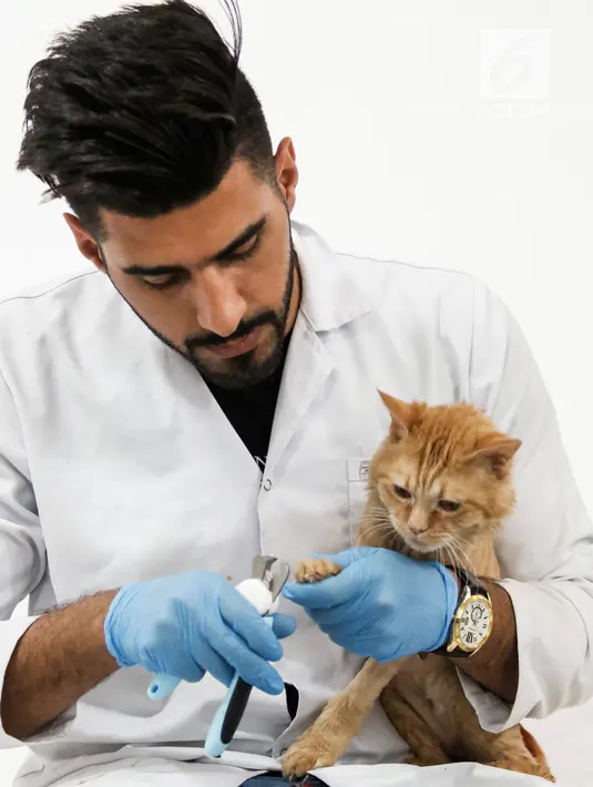 Mahasiswa kedokteran hewan, Ahmad Taher memotong kuku kucing yang menginap di hotel khusus kucing di Basra, Irak, 28 Maret 2018. Harga yang dibandrol untuk penginapan di hotel itu sekitar 5000 dinar Irak atau setara US$4.20. (HAIDAR MOHAMMED ALI/AFP)