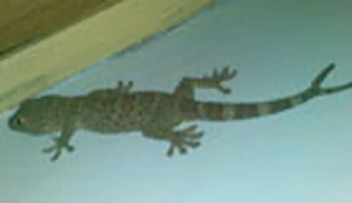 liputan6
