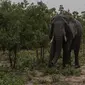 Penampakan gajah di Taman Nasional Hwange di Hwange, utara Zimbabwe, pada 16 Desember 2023.(dok. Zinyange Auntony / AFP)