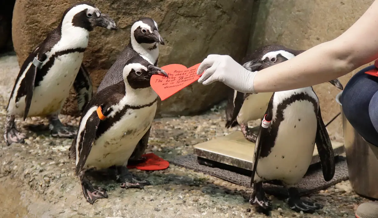 Penguin Afrika mengambil kartu valentine berbentuk hati di California Academy of Sciences, San Francisco, Rabu (12/2/2020). Penguin secara alami membangun sarang menggunakan kartu ucapan dari bahan itu dan menarik lawan jenis untuk meningkatkan populasi mereka yang terancam punah. (AP/Jeff Chiu)