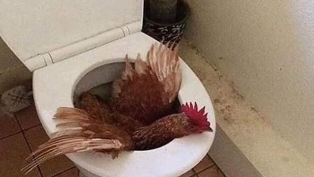 6 Potret Hewan Buang Air Besar di Toilet Ini Bikin Tepuk Jidat