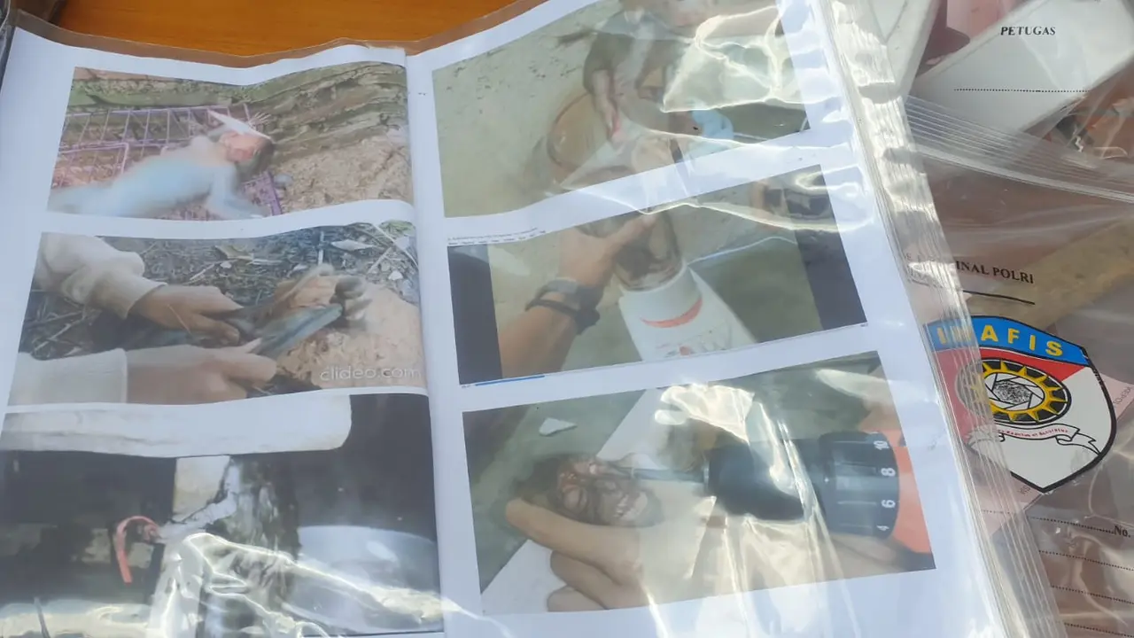 Dereta gambar penyiksaan dan mutilasi hewan dilindungi jenis monyet dalam rilis kasus di Mapolres Tasikmalaya, Jawa Barat. (Liputan6.com/Jayadi Supriadin)