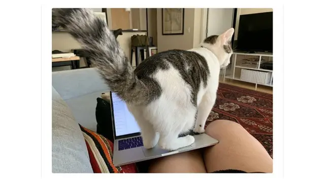 6 Aksi Kucing Menganggu Majikan saat Bekerja dari Rumah Ini Bikin Gemas