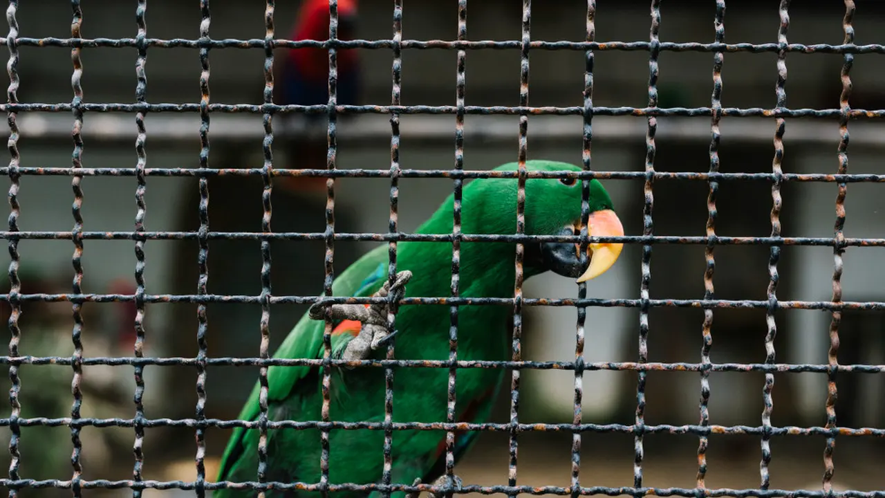 Ilustrasi memelihara burung