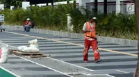 Pekerja melakukan pengerjaan tahap akhir renovasi trotoar di sekitar Jalan Gerbang Pemuda, Senayan, Jakarta, Selasa (29/5). Penataan trotoar menjadi prioritasmengingat Asian Games tinggal beberapa bulan ke depan. (Liputan6.com/Helmi Fithriansyah)