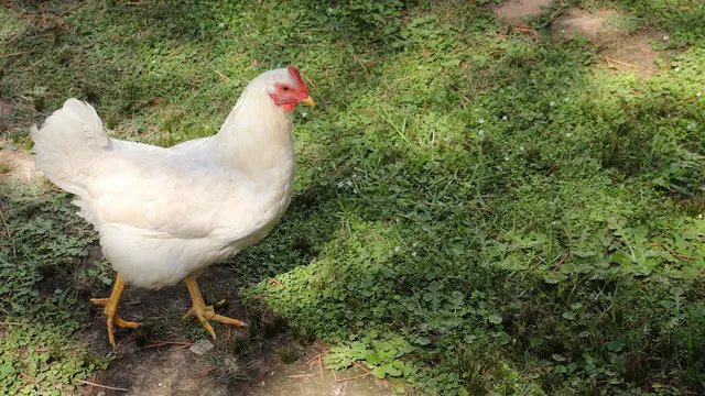 Ilustrasi ayam