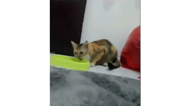Kucing keracunan
